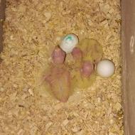 طوطی عروس هلندی