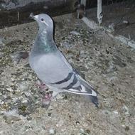 کبوتر پلاکی