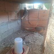 پرنده زینتی