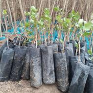 فروش نهال پسته وصنوبر