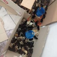 جوجه عربی یک روزه