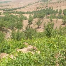 فروش یک قطعه باغ به مساحت چهار هزار پانصد متر