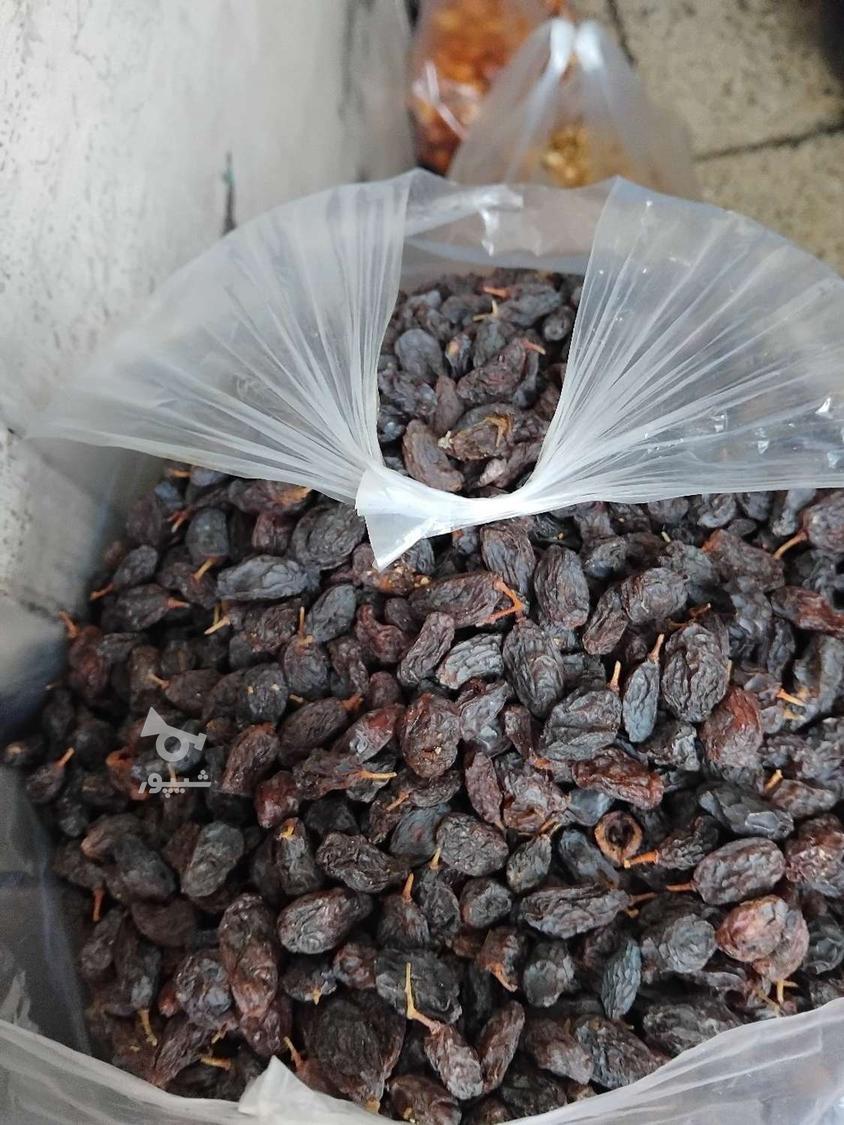 آلوبخارا وبرگه قیصی