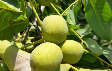 فروش باغ گردو