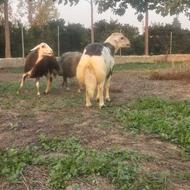 فروش قوچ پلنگی