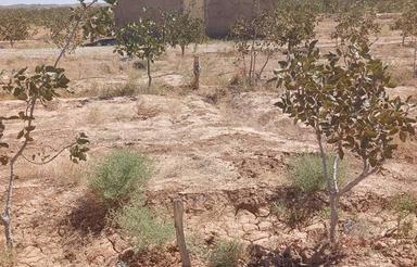 باغ پسته عالی