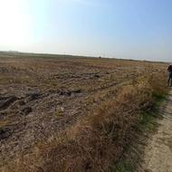 زمین شالیزار 15000 متر در جاده جویبار