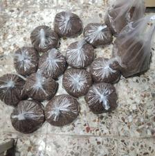 کنجد اصل هست برای امسال