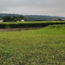 فروش زمین کشاورزی 5000 متر در جاده چمستان