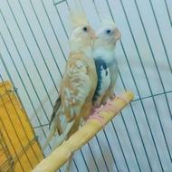 عروس هلندی مولد