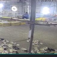 کارگر ساده پرورش اردک وجوجه رنگی بومی