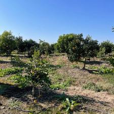 فروش زمین کشاورزی 10000 متر در اسماعیل کلا کوچک