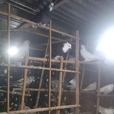 فروش کبوتر یا کفتر پرشی سی جفت