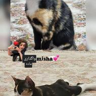 گربه ماده 6ماه