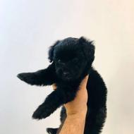 واگذاری توله سگ شیتزو تریر نژاد اصیل رنگ مشکی وکمیاب است