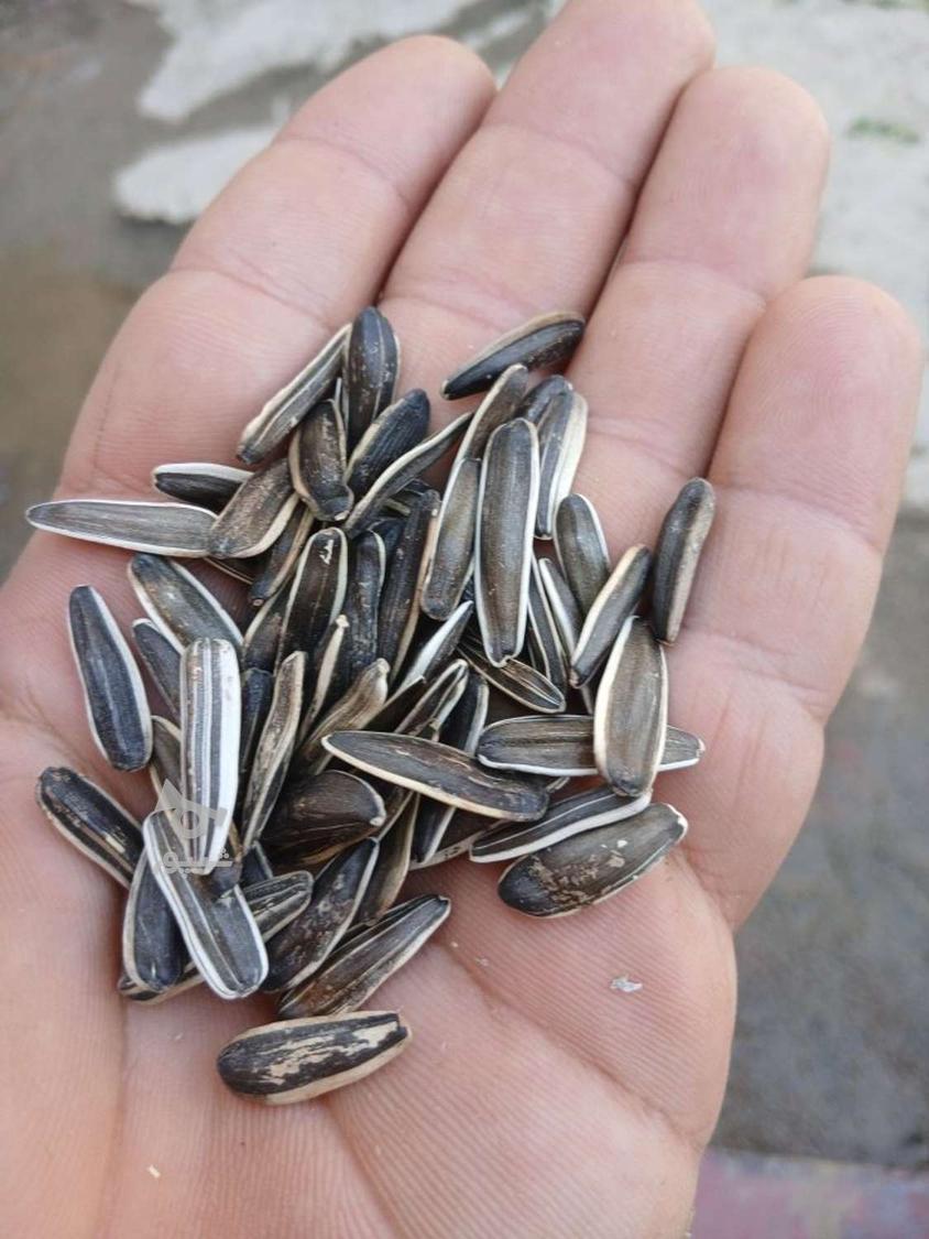 تخمه ریز تمیز