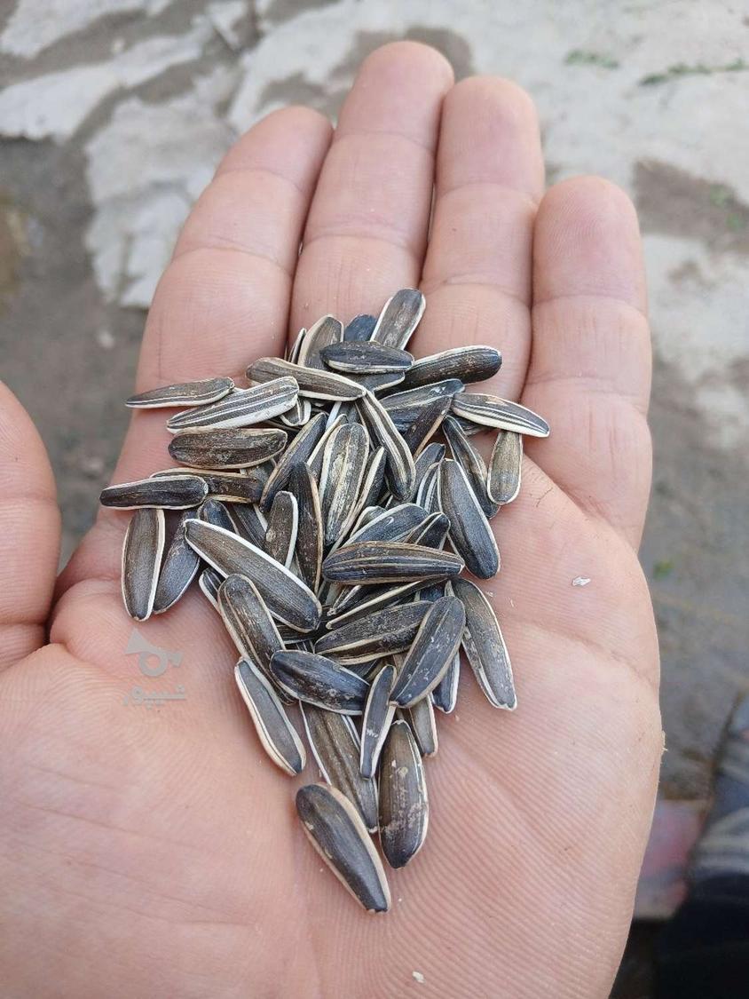 تخمه ریز تمیز