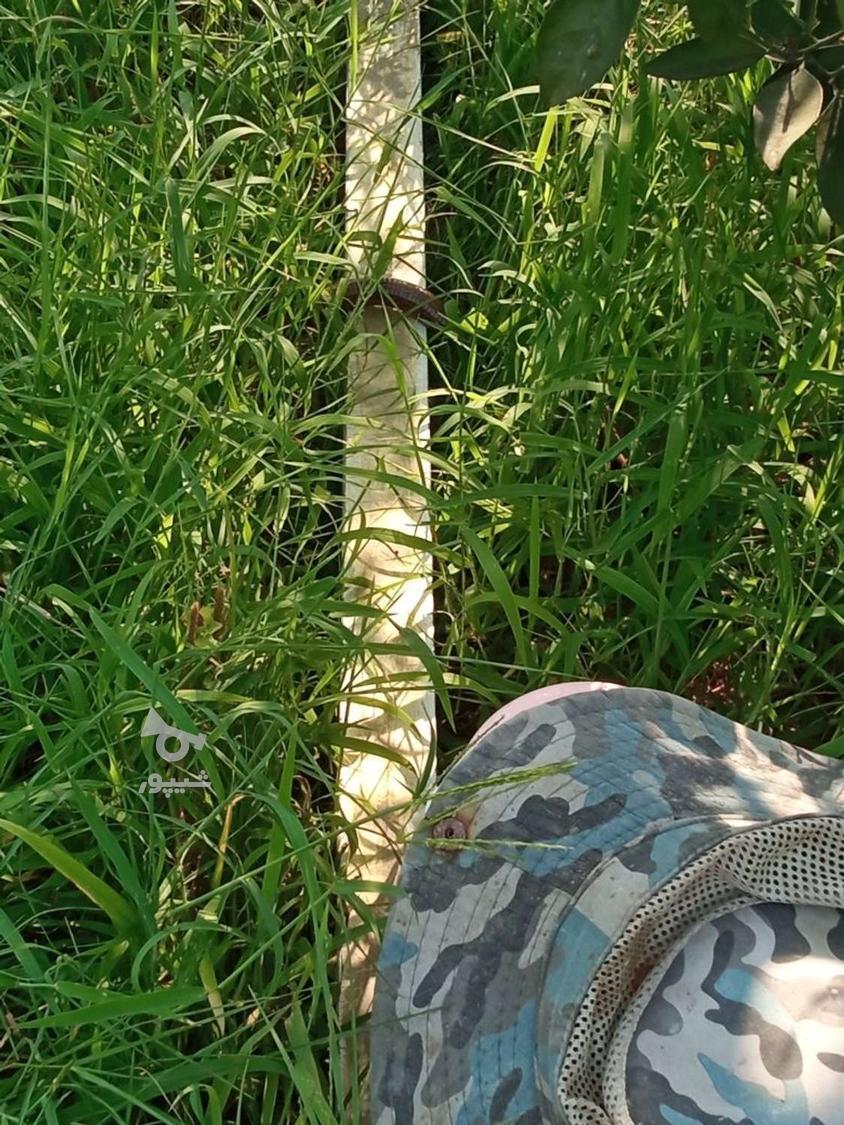 علفتراشی و چاله کنی و وجینگر زمین