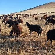 چوپان واسه دامداری