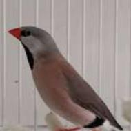 فنچ کرواتی نر نرمال