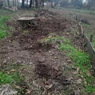 پهن گاو تمیز وخشک