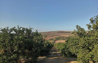 23000هزارمتر باغ ده ساله