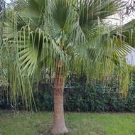 پالم فن چینی