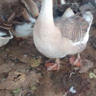 غاز محلی قوغاز آفریقایی قوغاز اکراینی