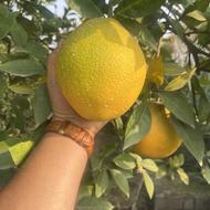 فروش مرکبات تامسون و پچ