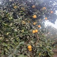 پرتقال تامسون درجه یک. درخت کوتاه. کیلو 40 سر درخت