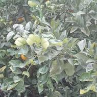 پرتقال محلی وخونی وتامسون