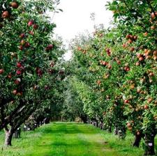 فروش زمین مسکونی 1030 متر زمین ( داخل بافت ) آمل