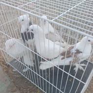 پنج عدد کفتر