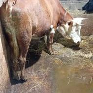 ماده گاو کشتاری کسی داره ب نرخ روز میخوام