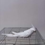 عروس هلندی دو کت البینو و تک کت