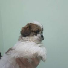 واگذاری توله شیتزوتریر(فول کیفیت)