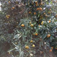 فروش نارنگی محلی