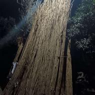 فروش لله های باکیفیت. بامدیریت فردی. هر 10 عدد 70 هزار تومان