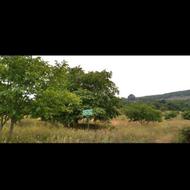 باغ گردو و فندق-هزارجریب-روستای ونشید