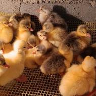 جوجه غاز محلی قوغاز