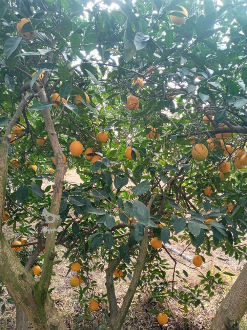 حدود 8تن تامسون شیرین درجه یگ