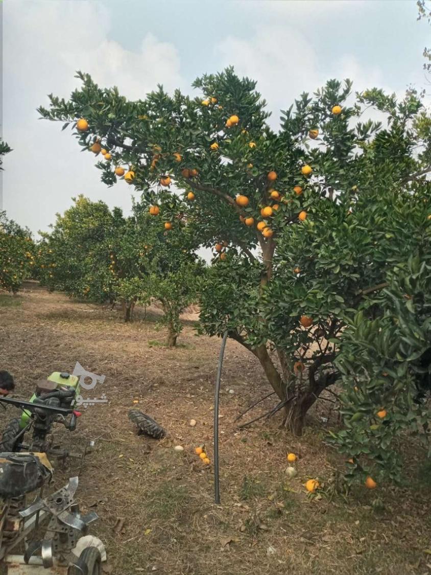 حدود 8تن تامسون شیرین درجه یگ