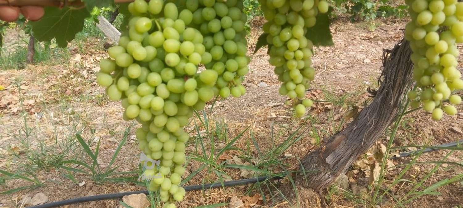 نهالستان آینده دشت سبز