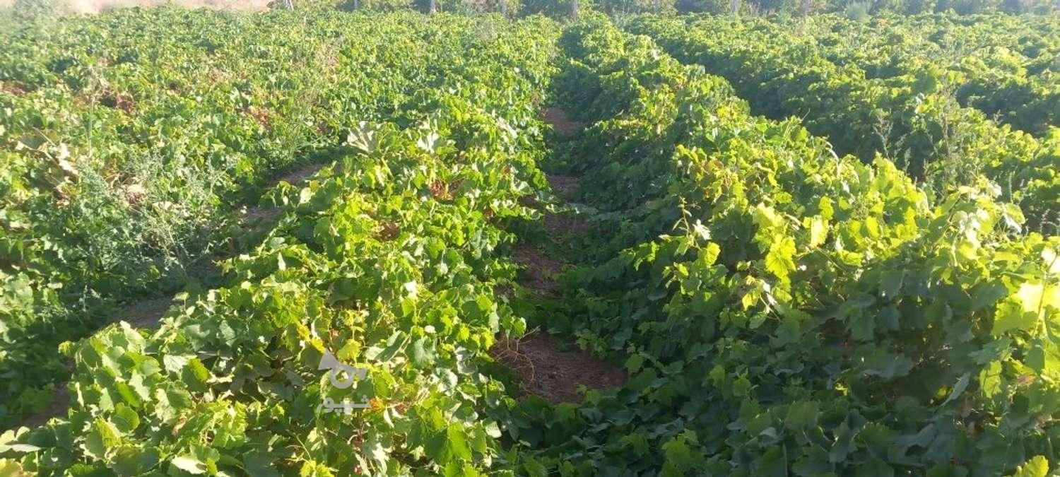 نهالستان آینده دشت سبز