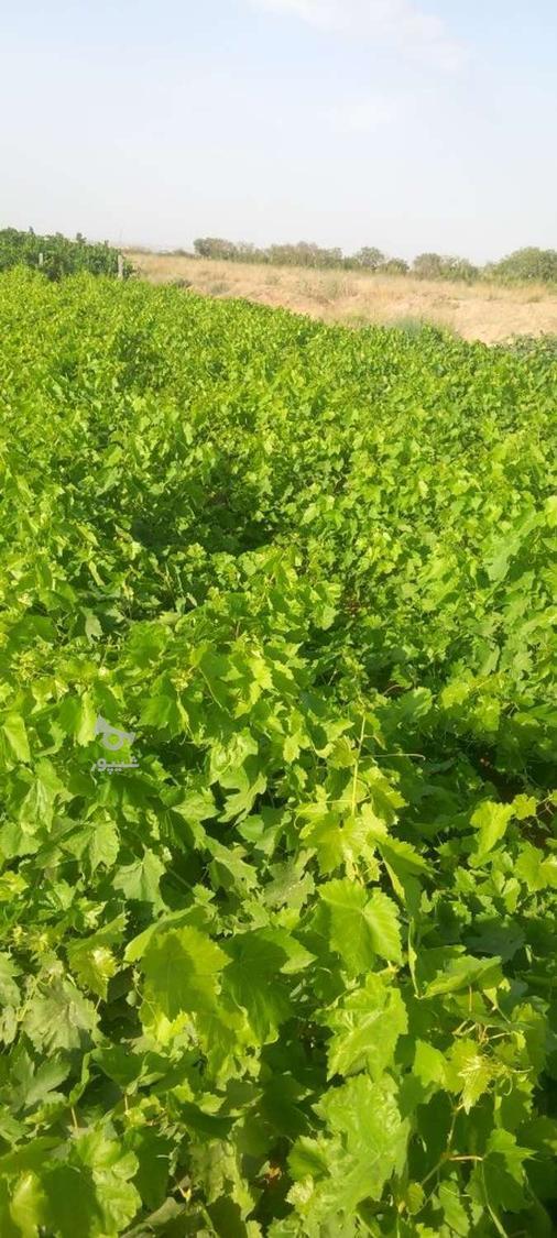 نهالستان آینده دشت سبز