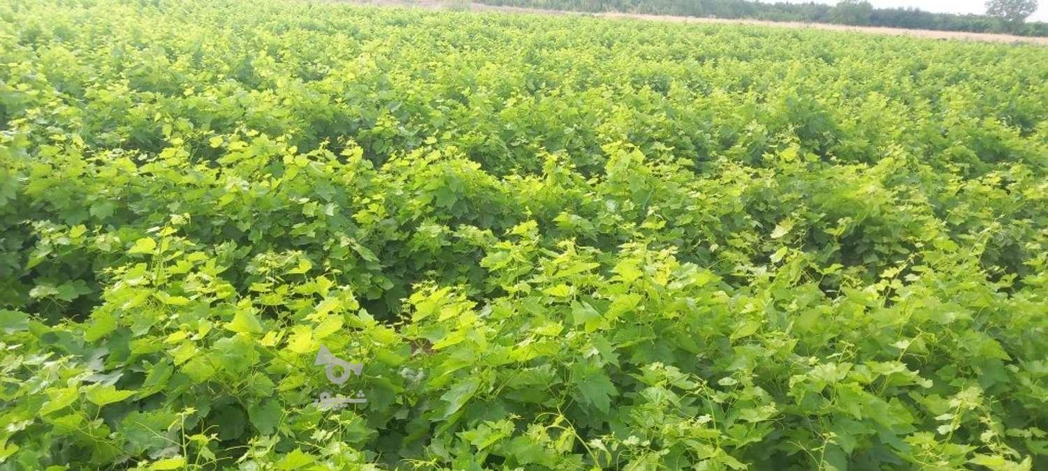 نهالستان آینده دشت سبز