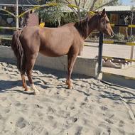 مادیان ایرانی