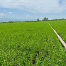 فروش زمین کشاورزی 3650 متر در جاده فرح آباد