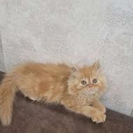 پرشین گارفیلدی