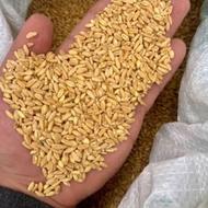خریدار گندم بصورت نقدی